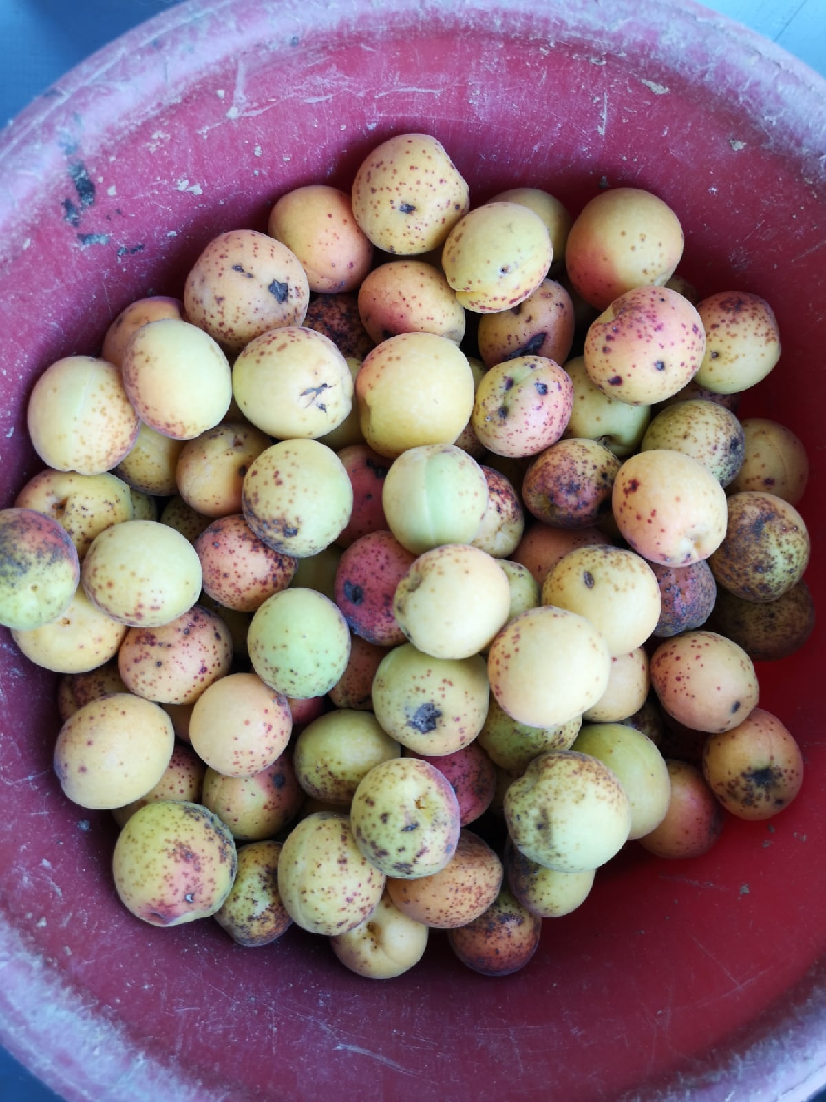 Урожай пропадает 2