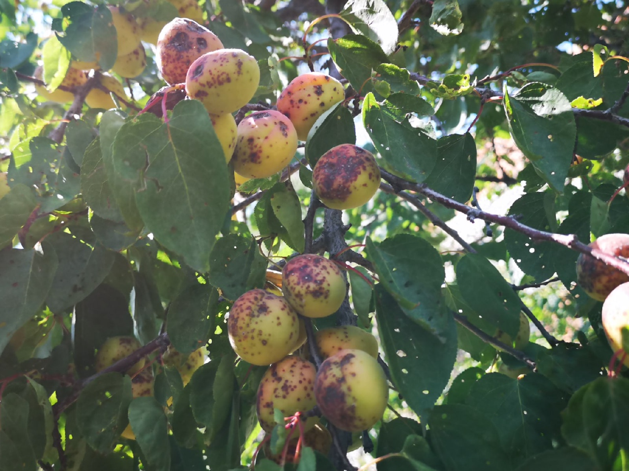 Урожай пропадает 1