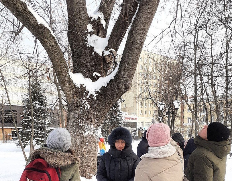 Дерево-великан в саратовских Липках признали опасным для детей и могут спилить