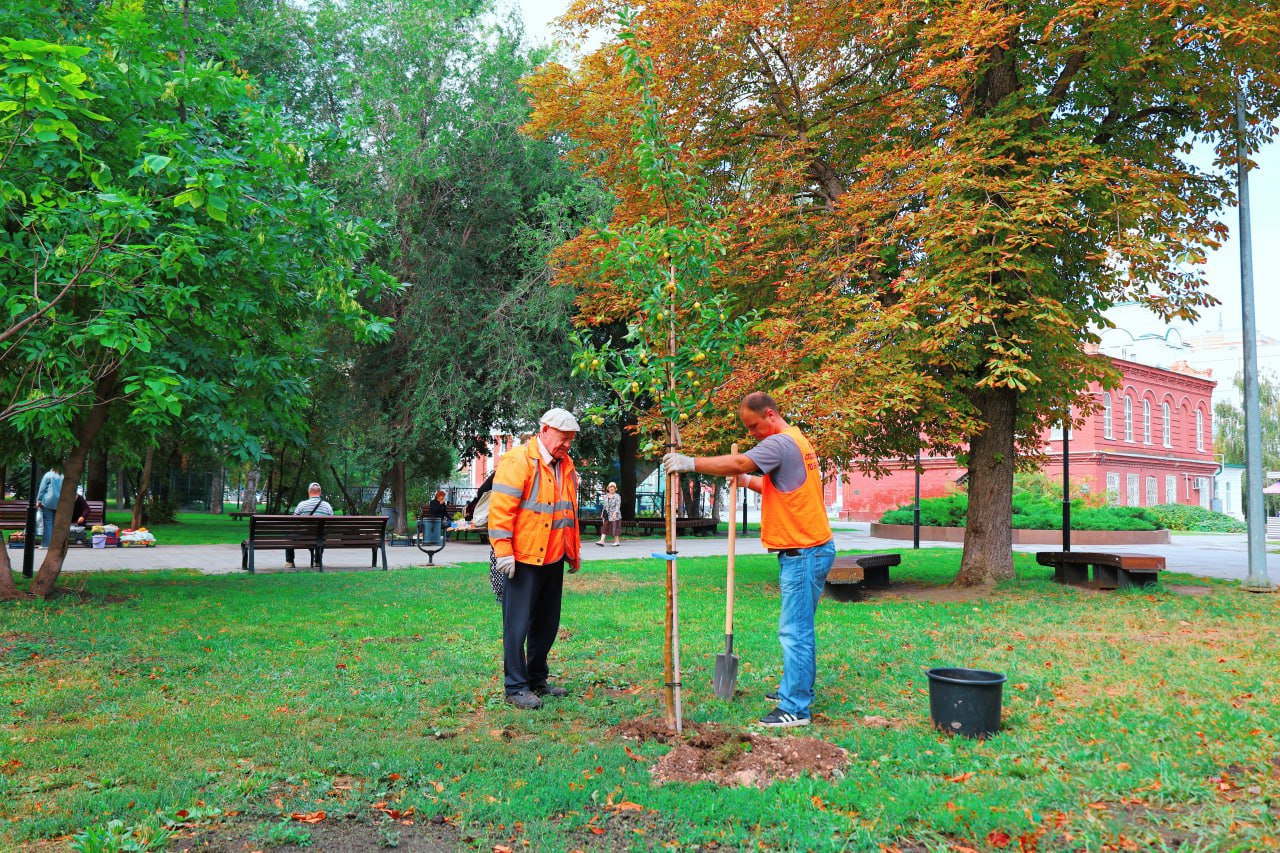 Яблони в Саратове