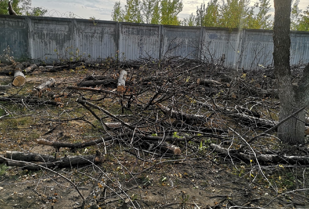 Лечат пилой и топором: в Саратове могут истребить почти все ясени