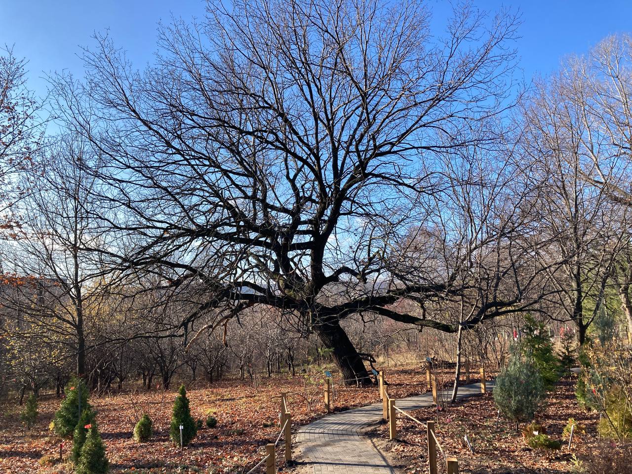 В ботаническом саду СГУ 