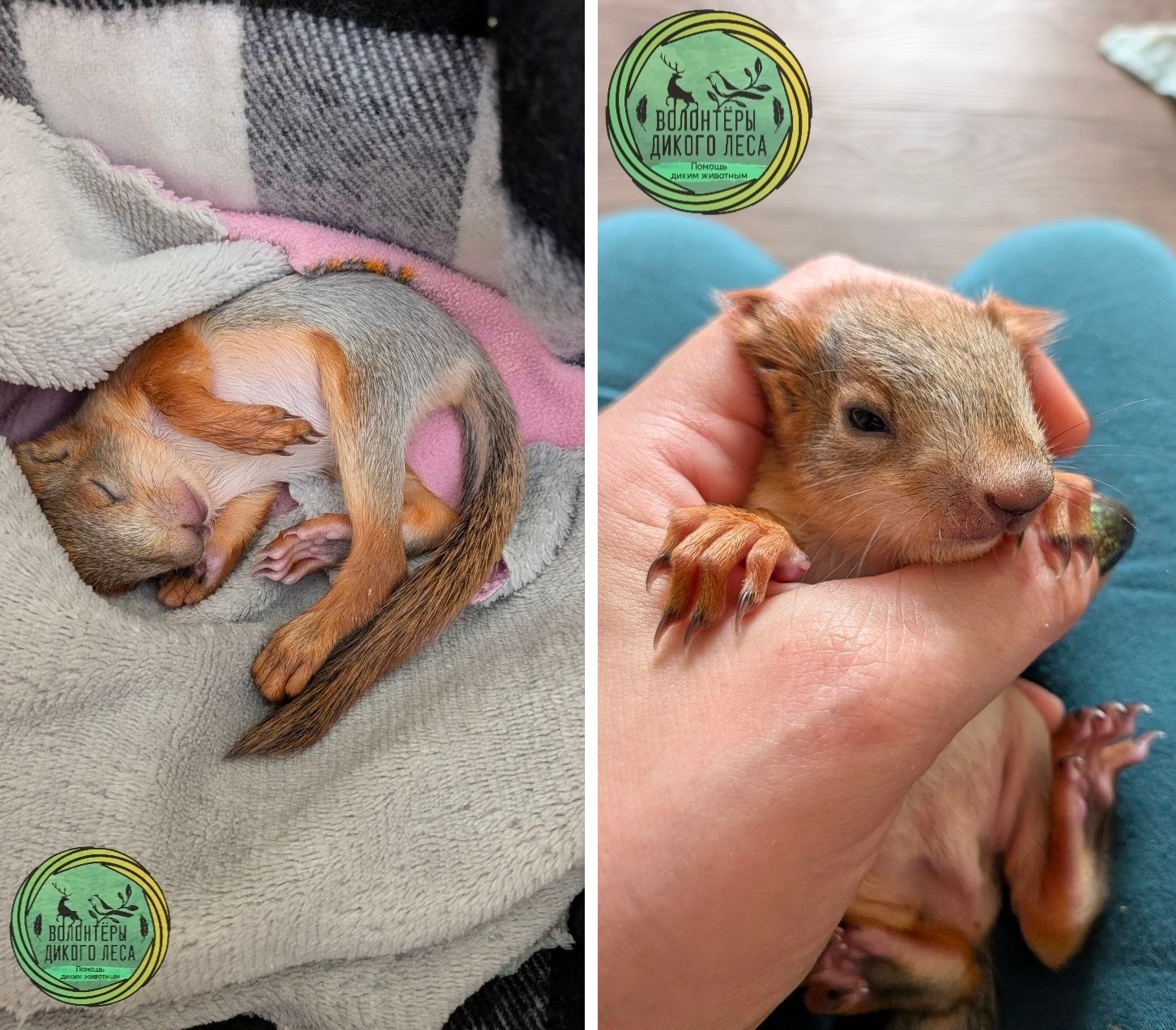 В Саратове и Энгельсе из-за вырубки деревьев погибают бельчата и птенцы