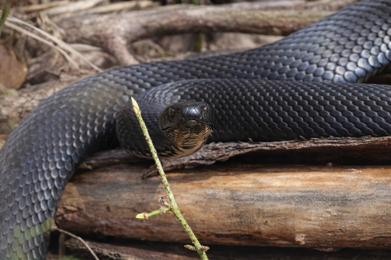 Саратовцев просят не убивать змей при встрече