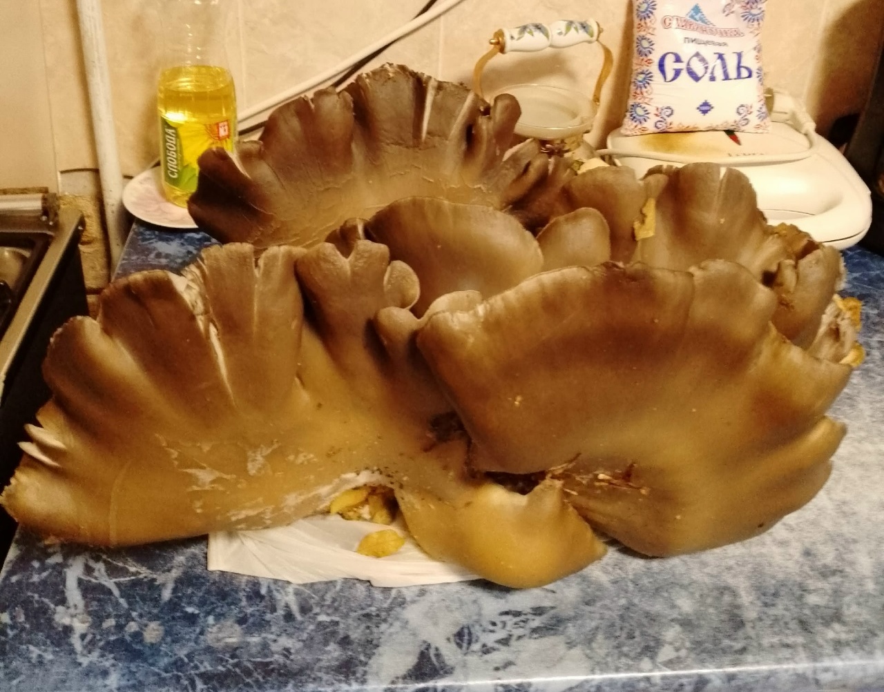 Грибы во дворах 1