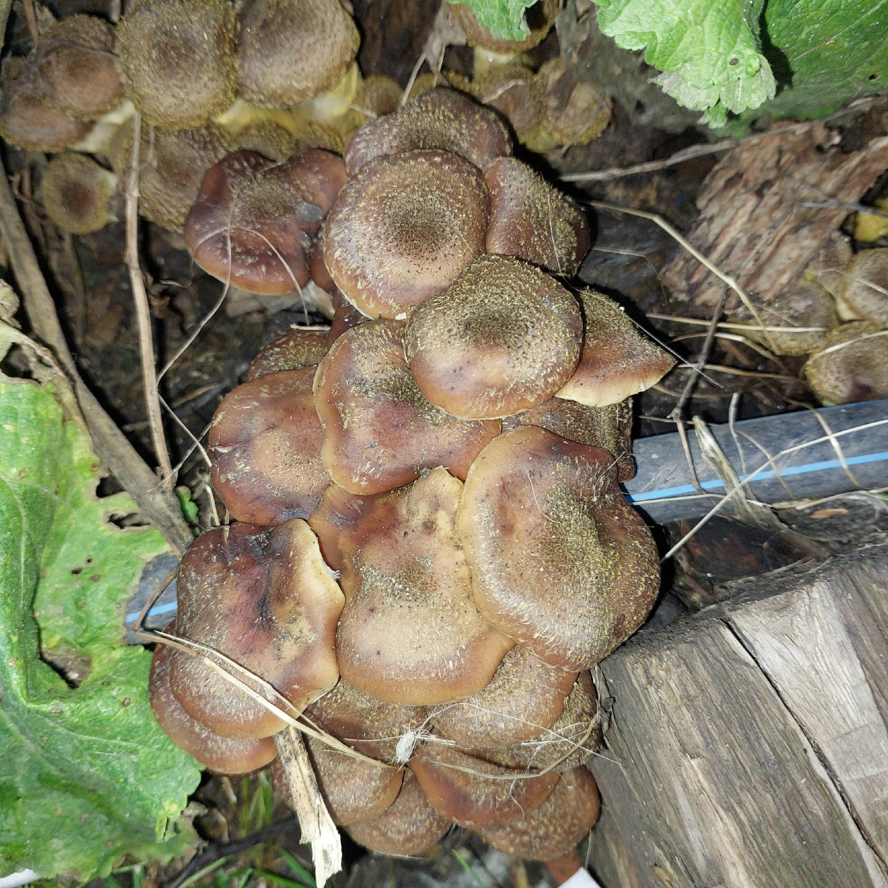 Саратовцы ведрами собирают грибы прямо во дворах