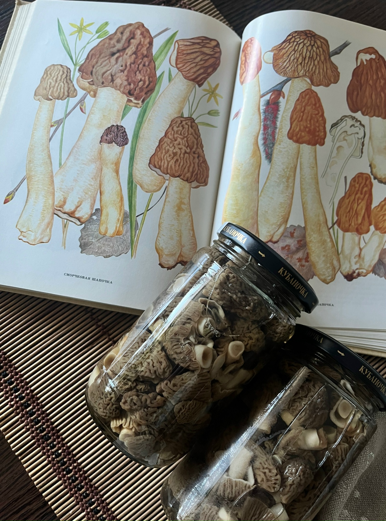 Грибы апрель 2026 3