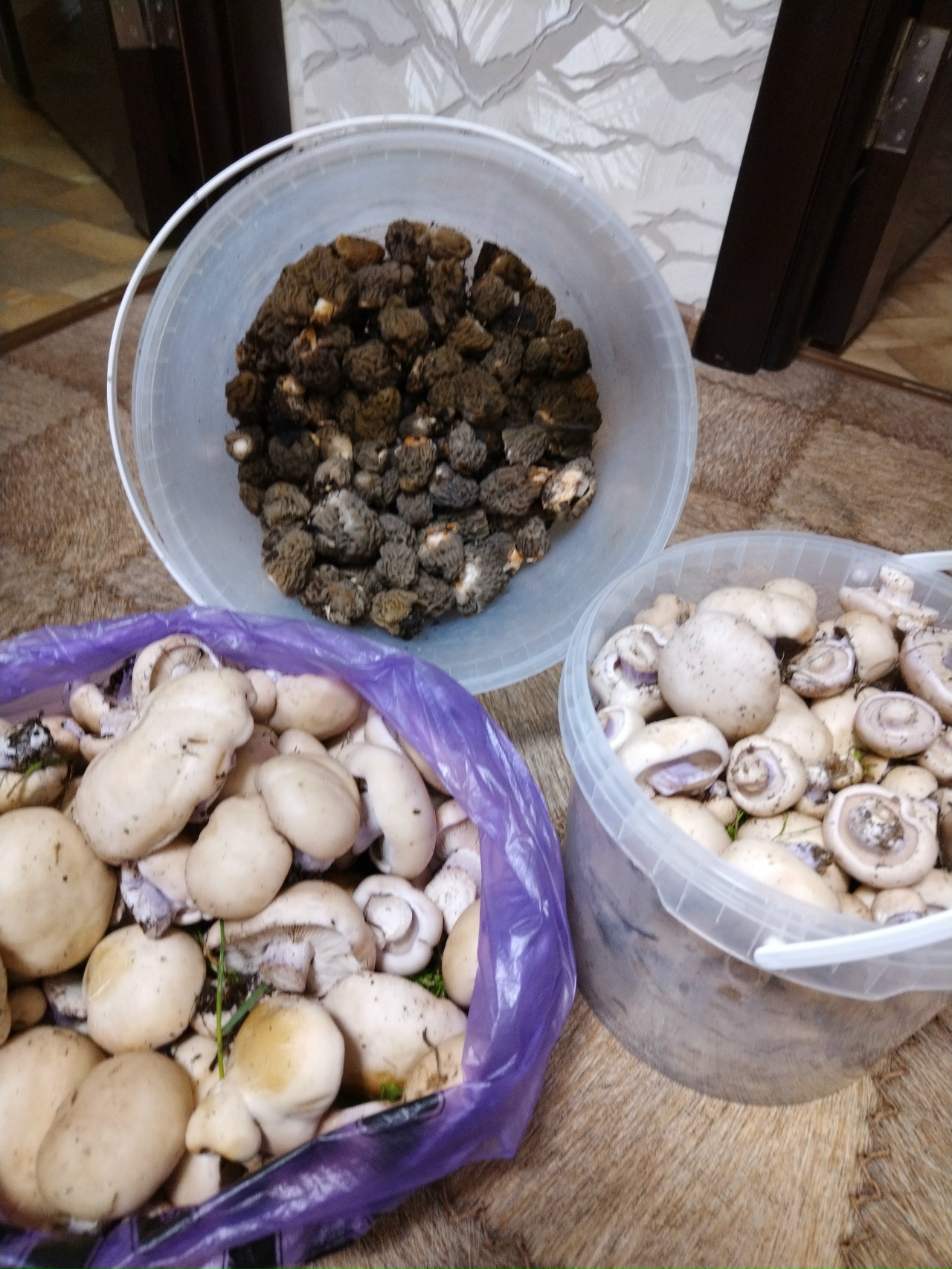 Грибы апрель 2026 2