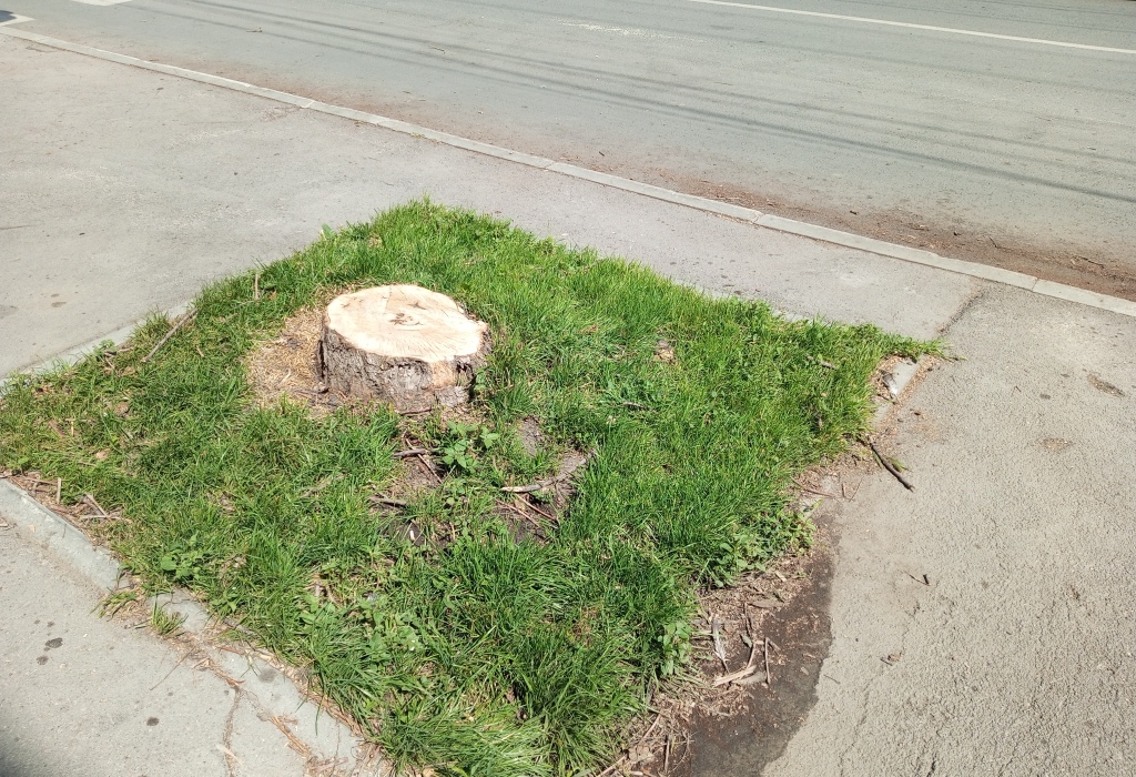 Деревья на Горького спилили 2