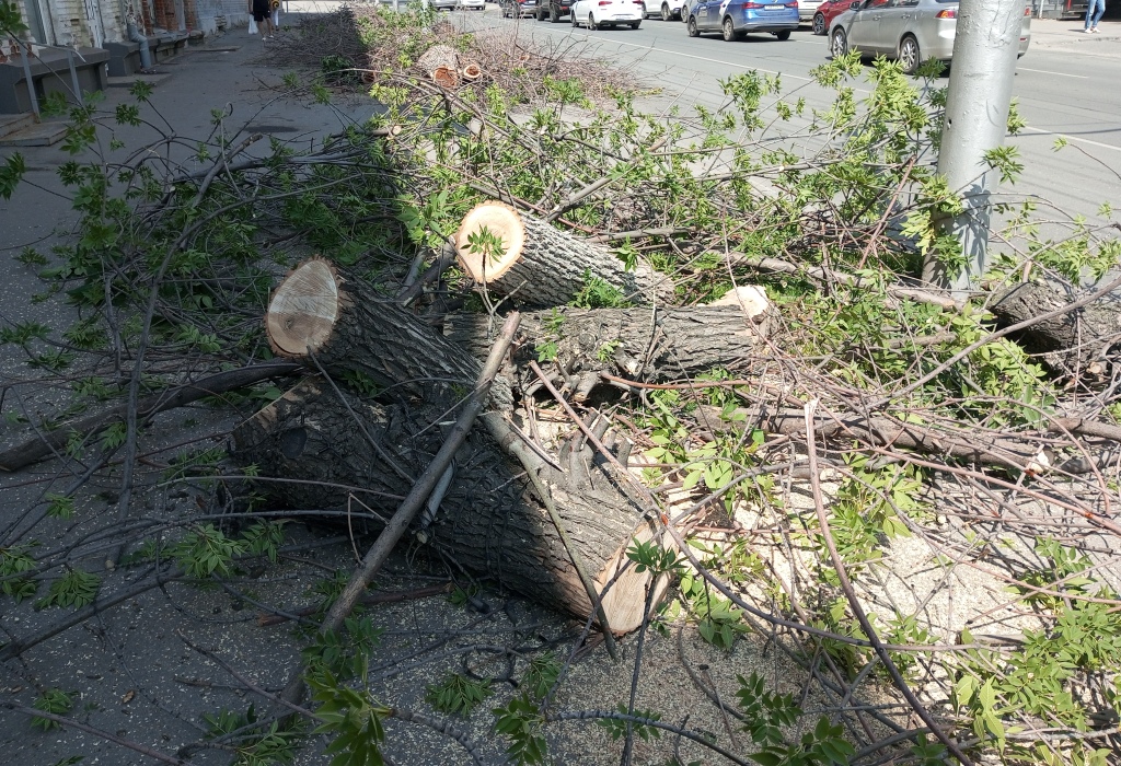 Деревья на Горького спилили 3