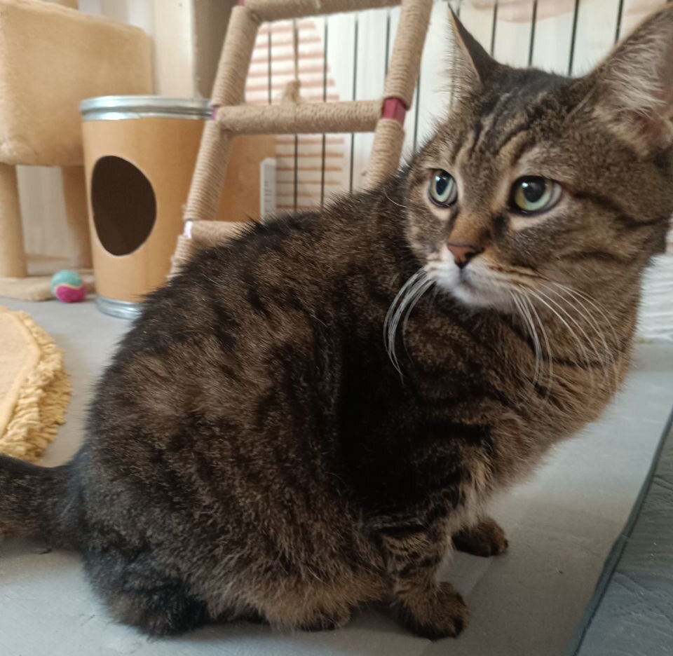 В Саратове волонтеры спасли кошку, которую пытался съесть бомж