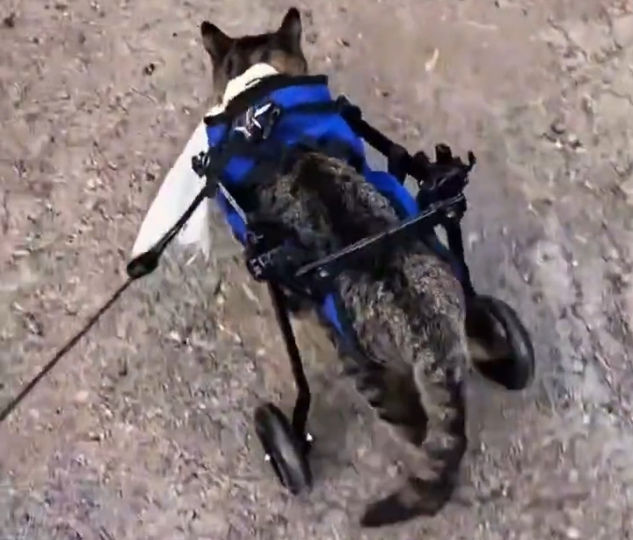 Саратовские ветеринары поставили кота на шесть «лап»