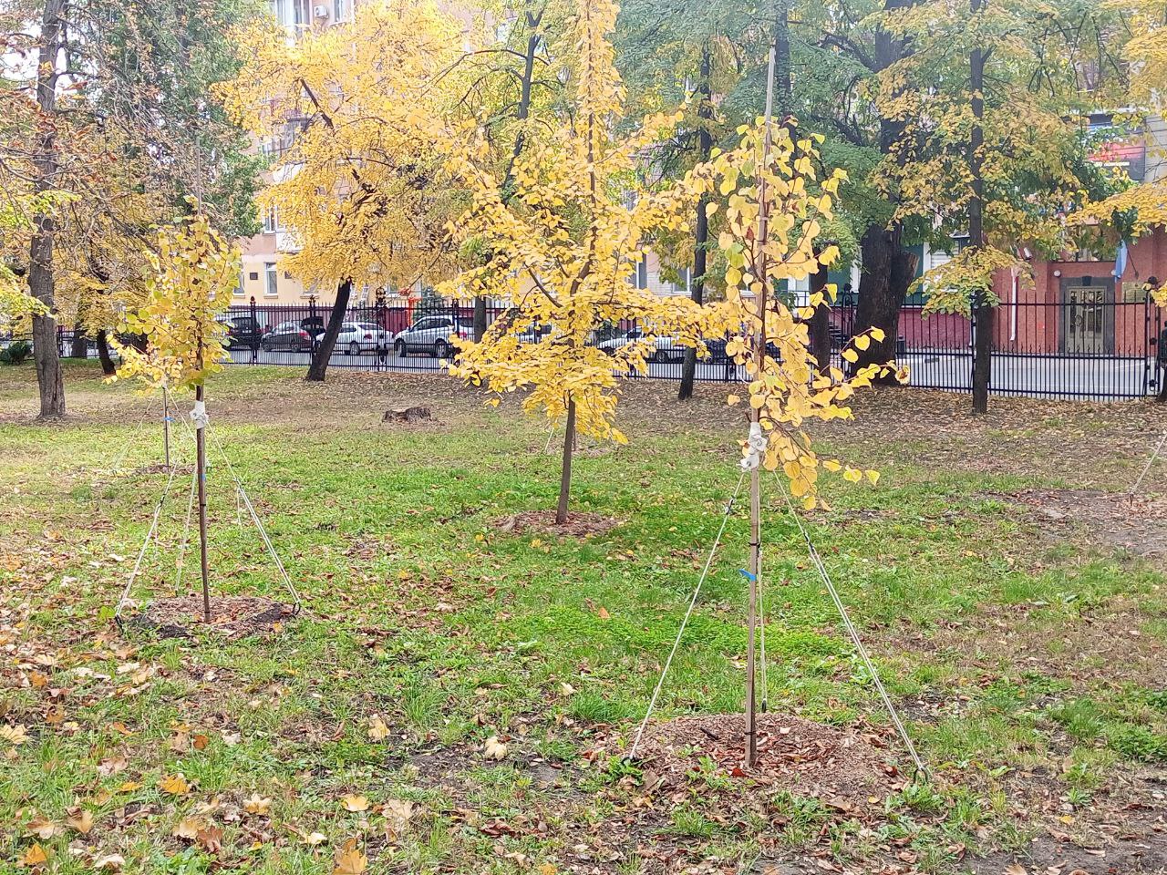 Липки октябрь 2025 4