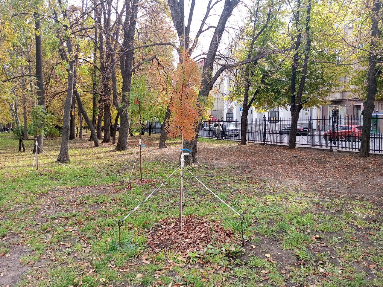 Липки октябрь 2025 3