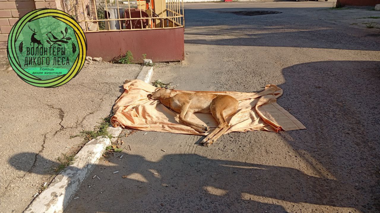 отлов косули 1