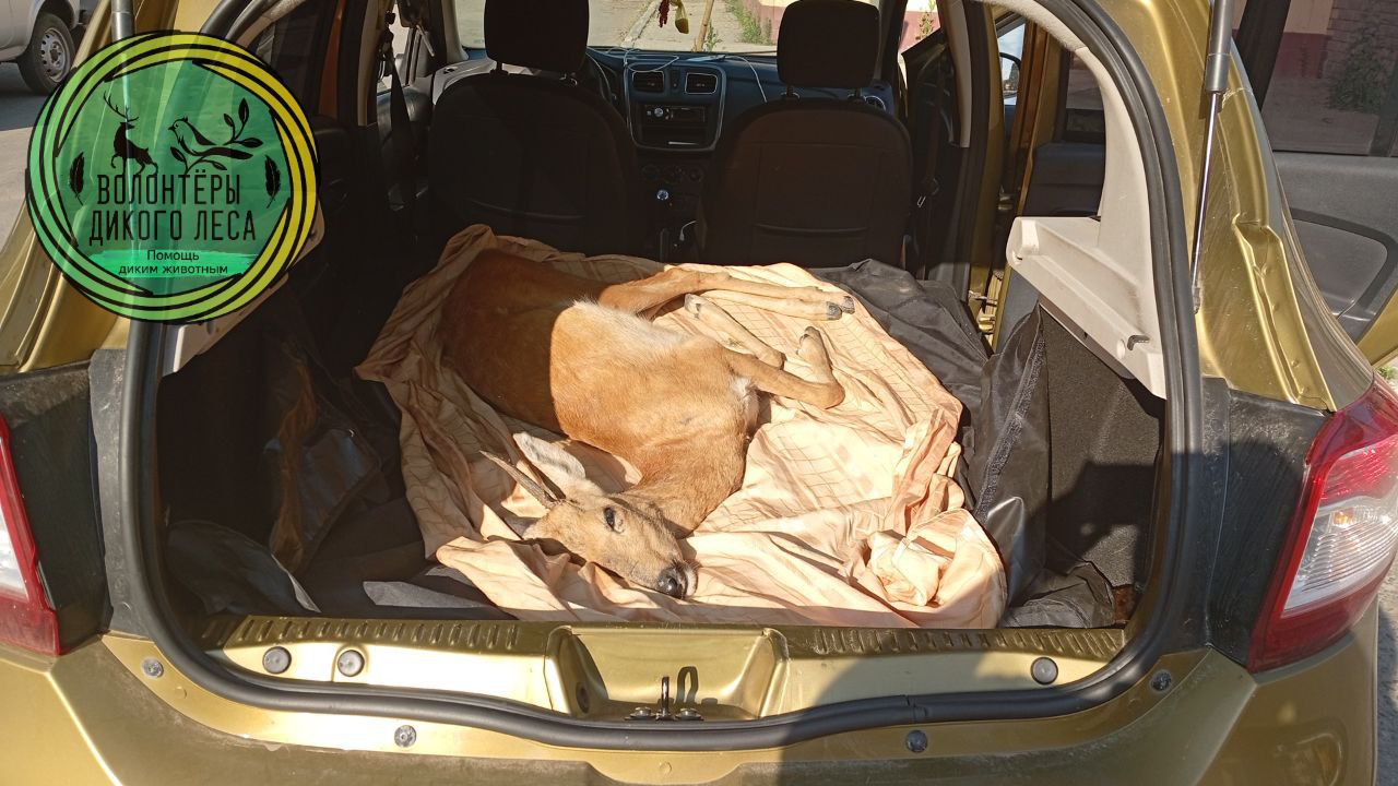 Отлов косули 2