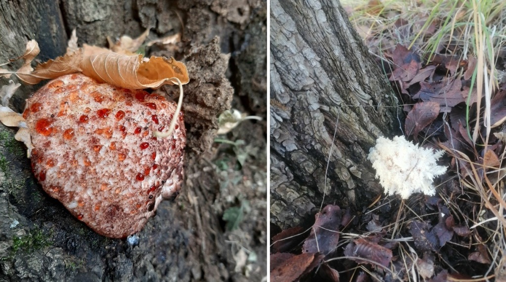 Саратовцы выйдут на поиски «кровоточащего зуба»