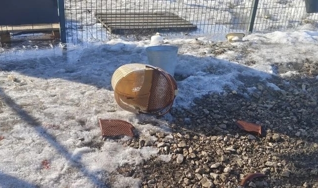 Саратовцы оставили у приюта кошку в переноске и обрекли ее на мучительную смерть