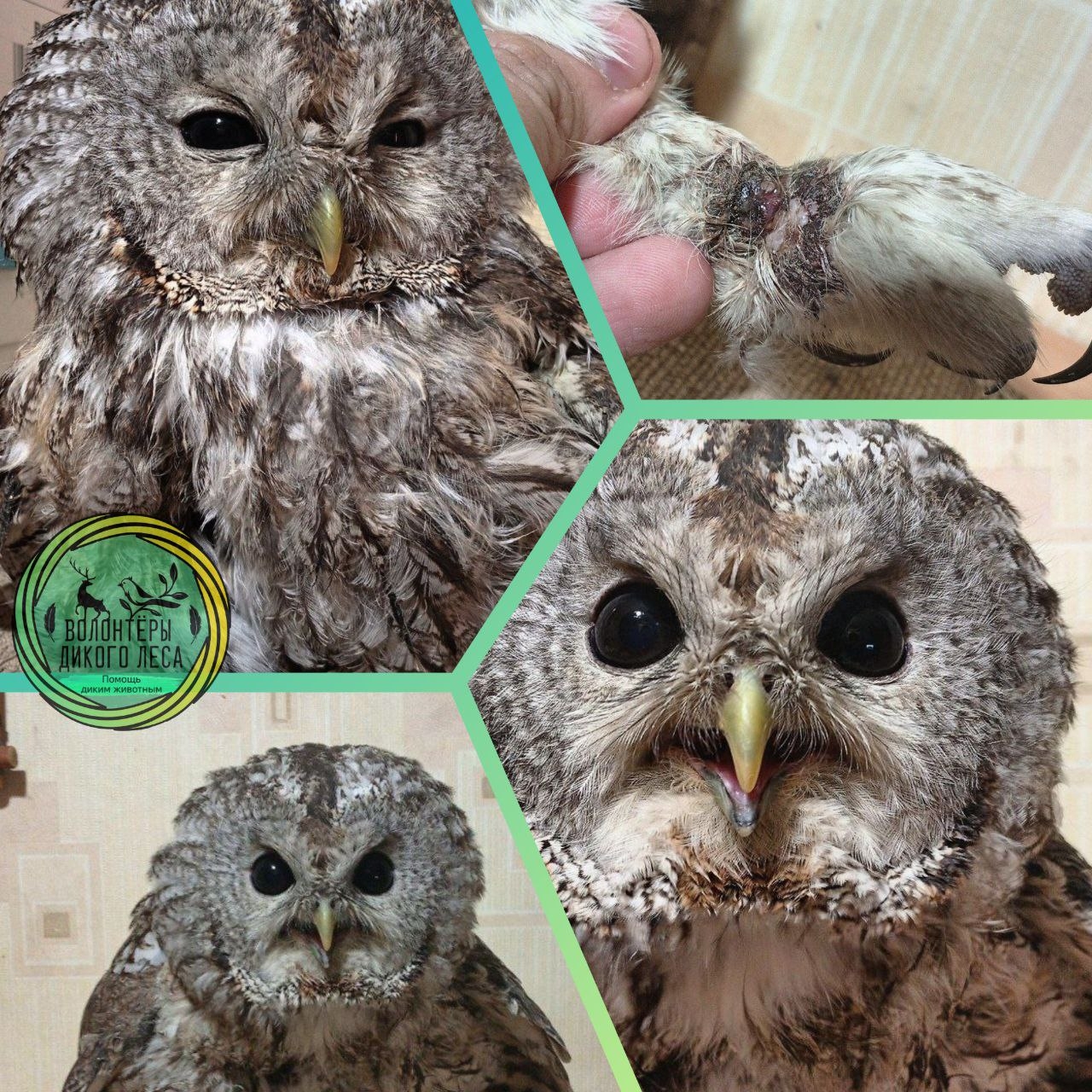 Сову поймали в сельской школе