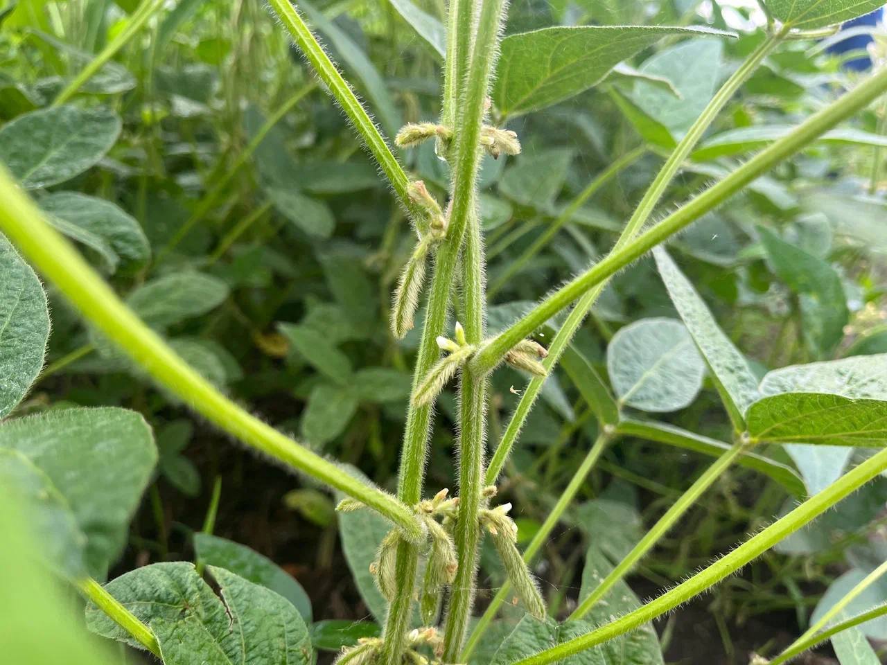 Высокорентабельная культура: в Саратовской области установлен исторический рекорд по сое