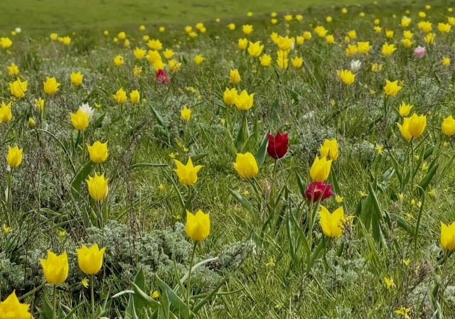 Саратовцев предупреждают о змеях среди краснокнижных тюльпанов