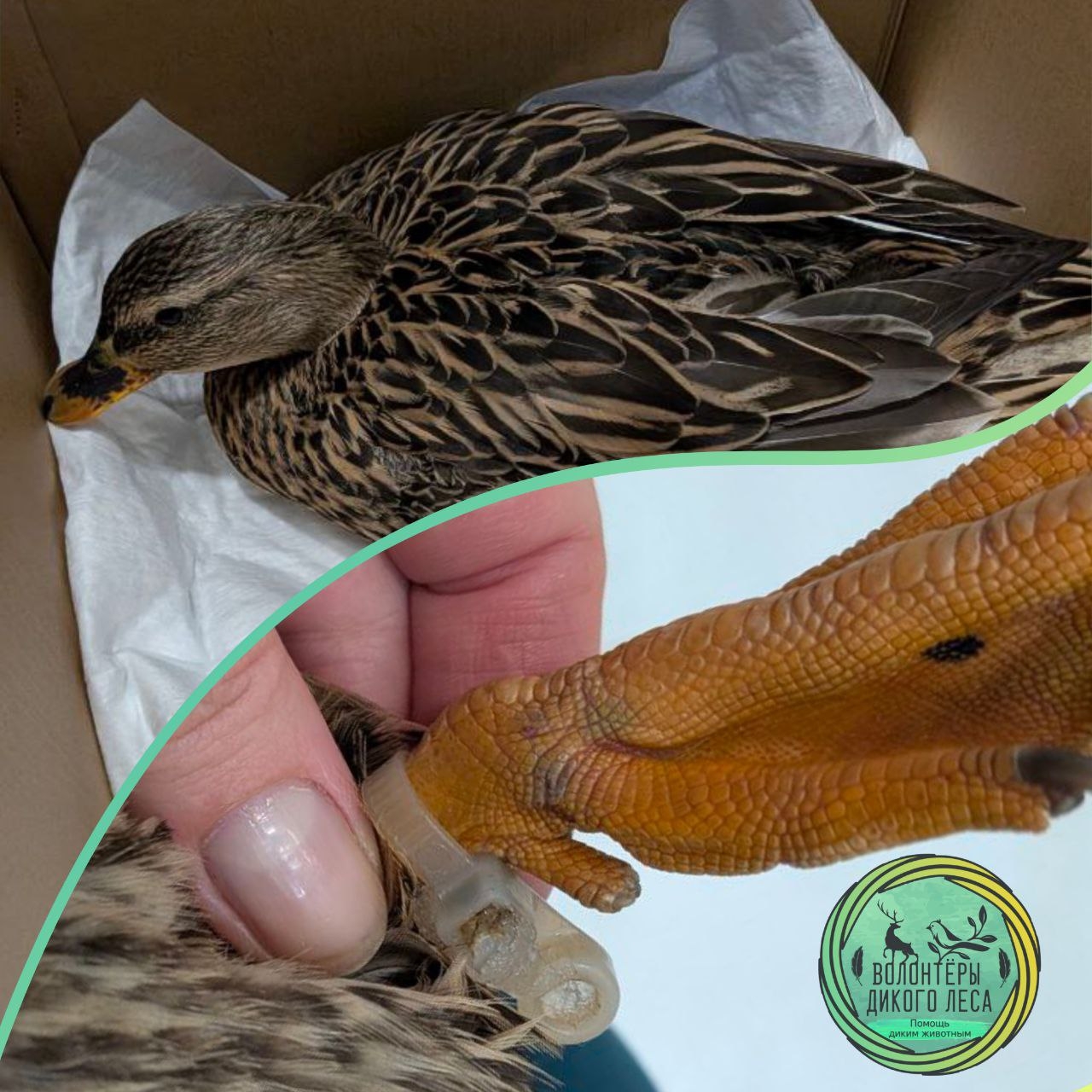 Саратовцы поймали во дворе многоэтажки сбежавшую от охотника утку