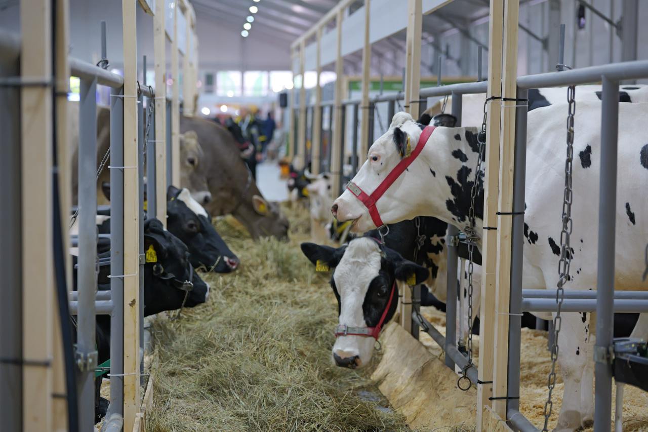 Выставка Золотая осень 2025 3