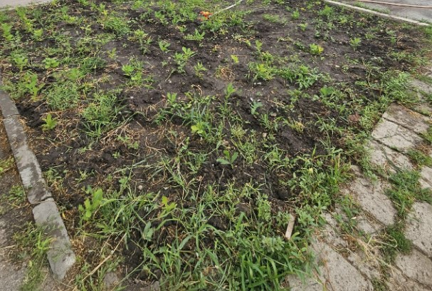 В саратовском райцентре будут дарить дубы В саратовском райцентре будут дарить дубы