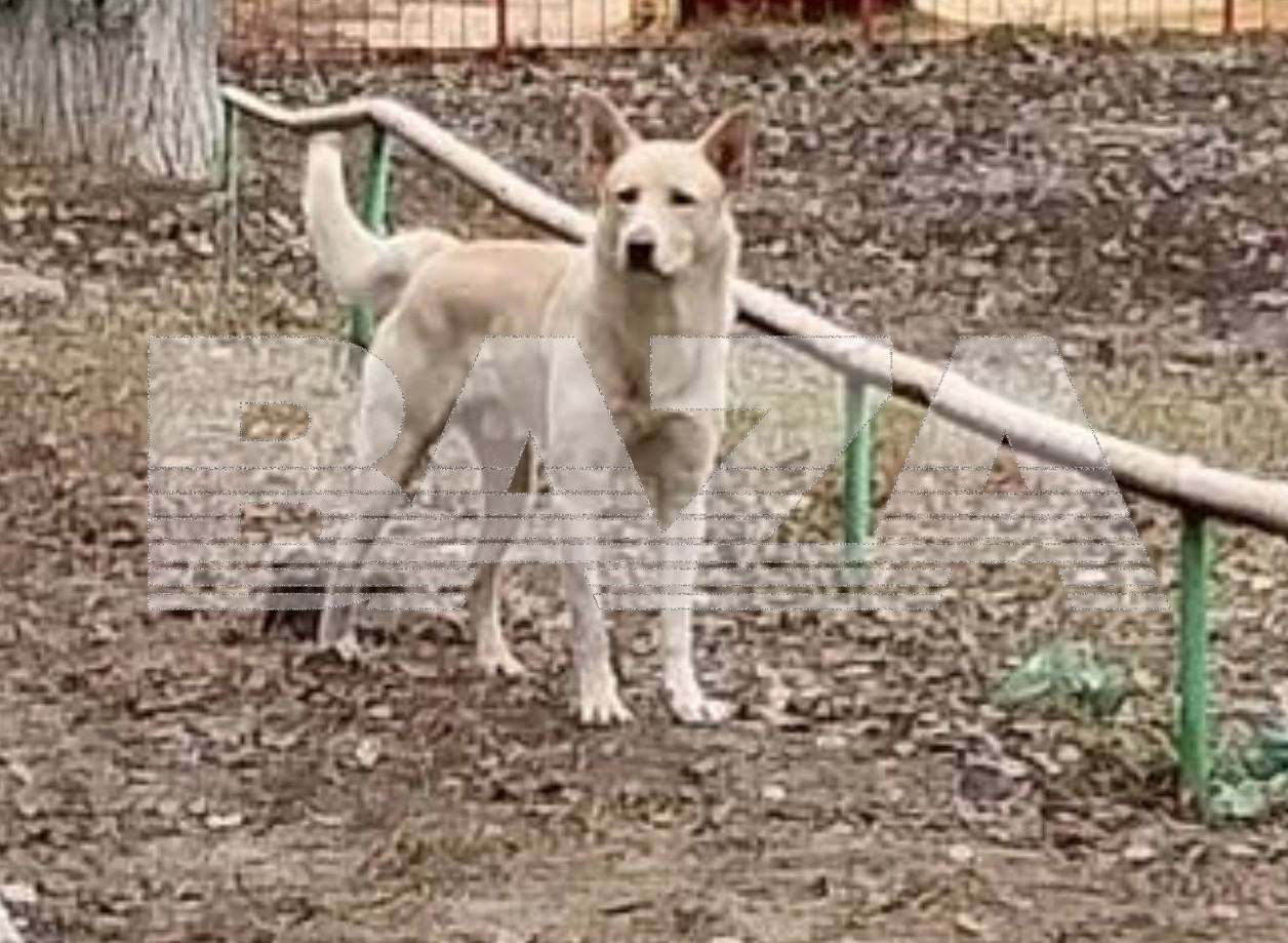 После жестокого нападения собаки на саратовчанку Бастрыкин затребовал доклад