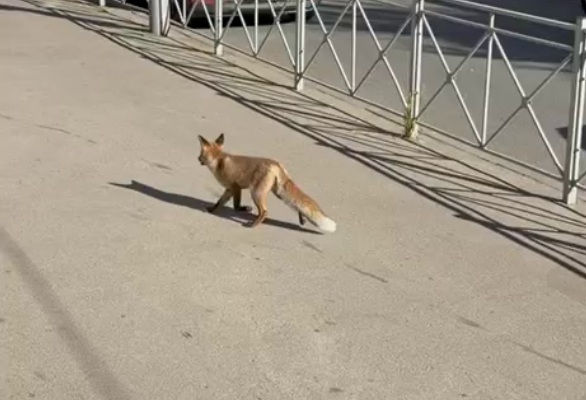 По центру Саратова бегает лиса