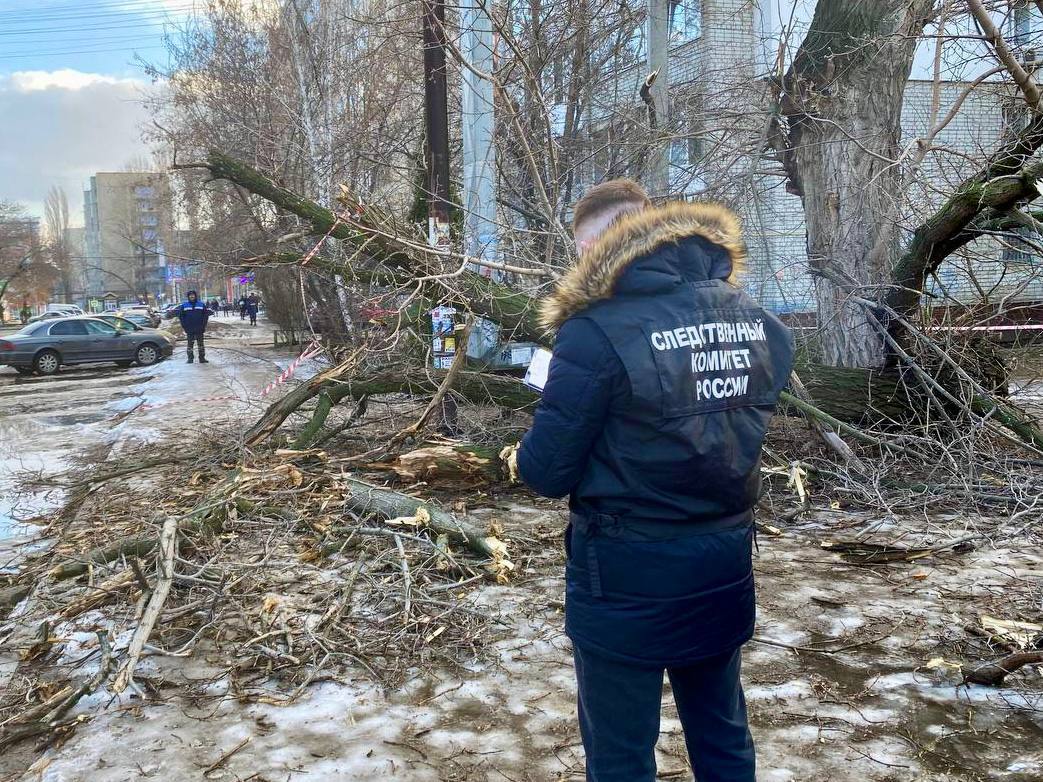 В канун Нового года горожанку едва не убила ветвь дерева: энгельсский чиновник предстанет перед судом