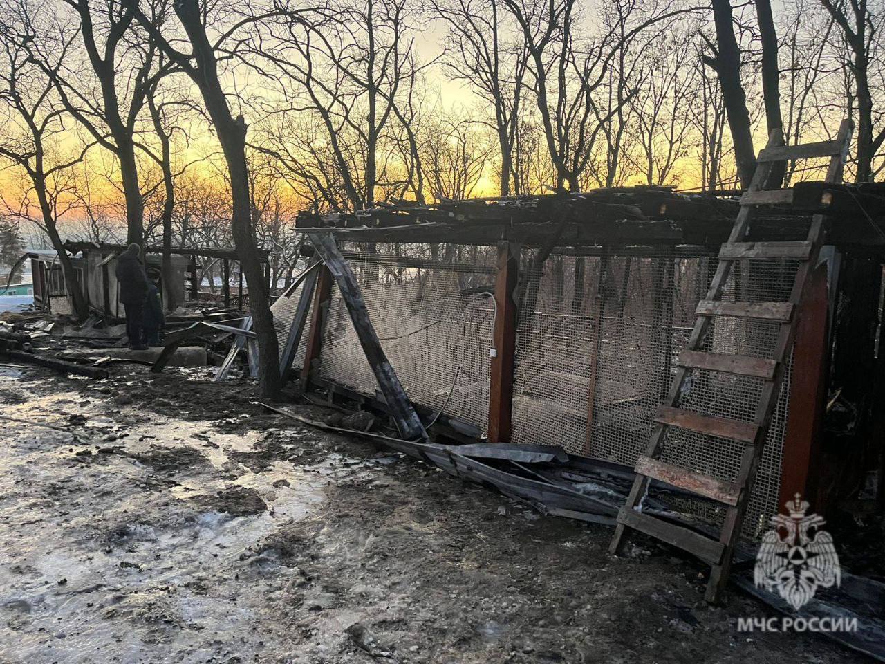 На пожаре в саратовском пансионате сгорели 11 птиц