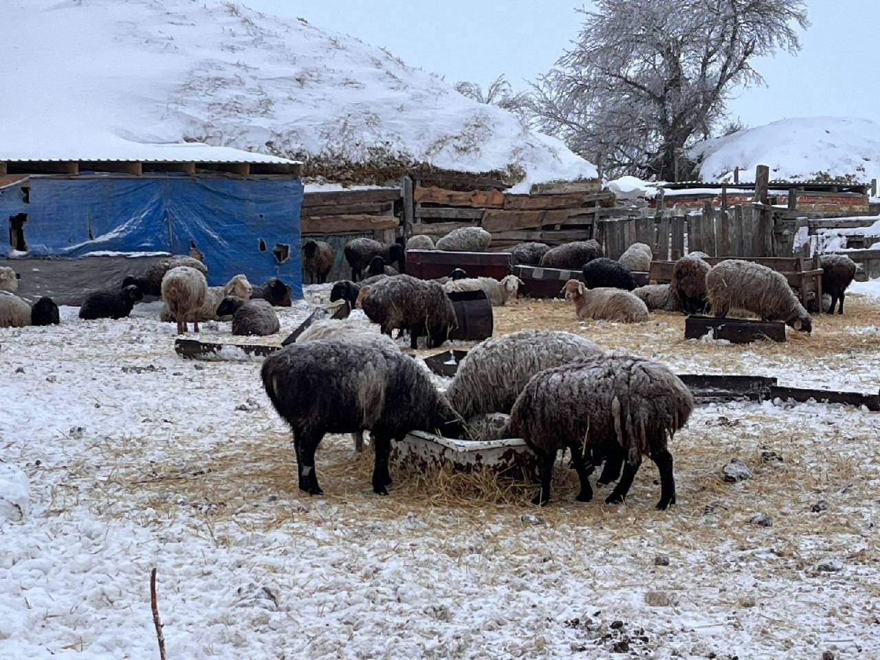 Саратовского фермера заставили привить 381 овцу