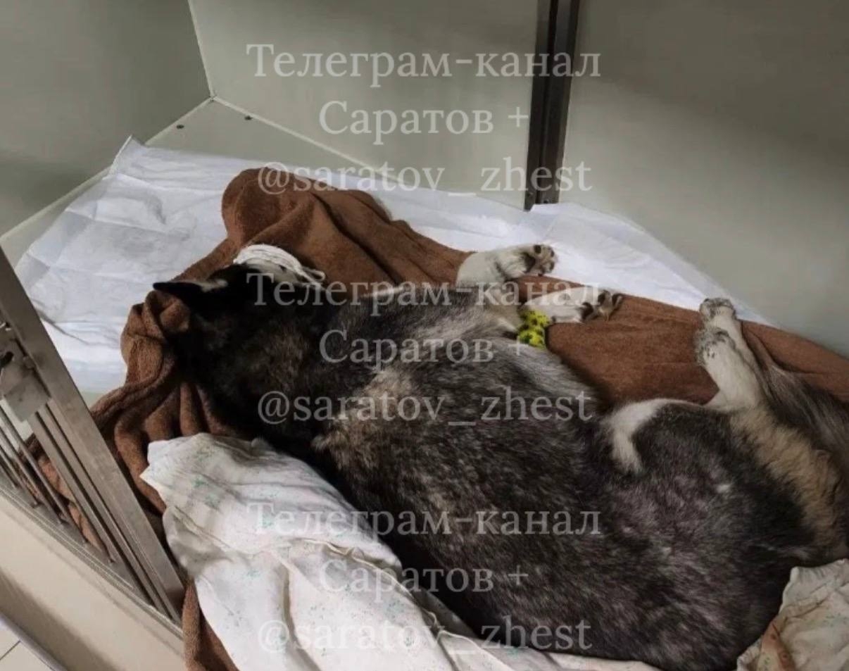 В саратовском райцентре застрелили собаку породы хаски В саратовском райцентре застрелили собаку породы хаски